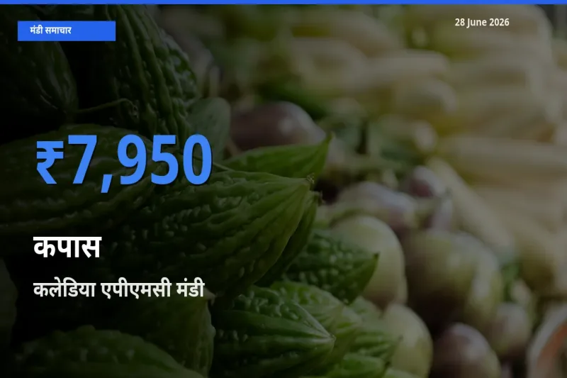 28 June अपडेट: कपास के सबसे ऊँचे दाम कलेडिया एपीएमसी मंडी में