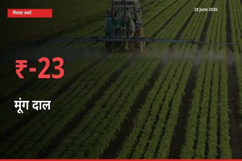 अचानक झटका! मंडी में मूंग दाल के दाम 23.3% टूटे