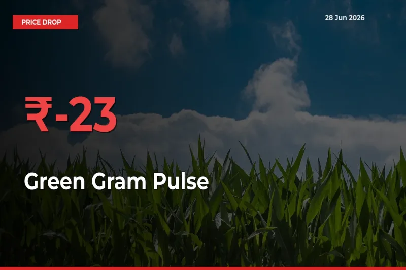 23.3% Drop in Green Gram Pulse Prices – Mandi Sees Sudden Fall