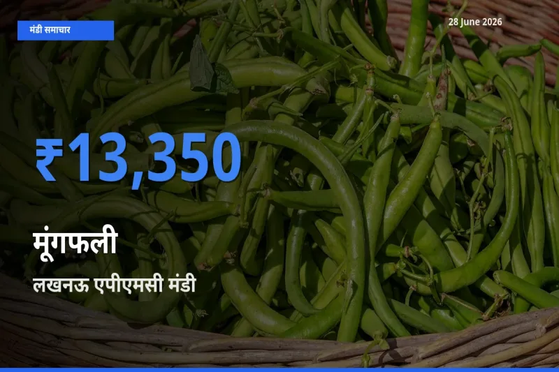 आज मूंगफली के सबसे ऊँचे दाम ₹13,350 लखनऊ एपीएमसी मंडी में