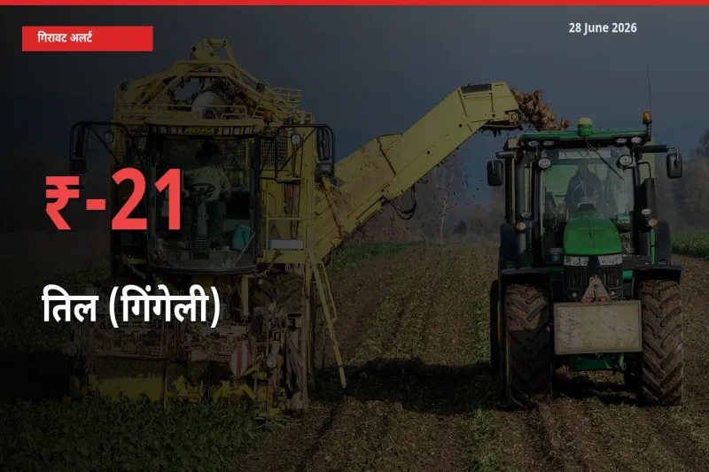 तिल (गिंगेली) के दाम प्रमुख मंडी में 20.5% गिरे, 24 घंटे में बड़ा बदलाव
