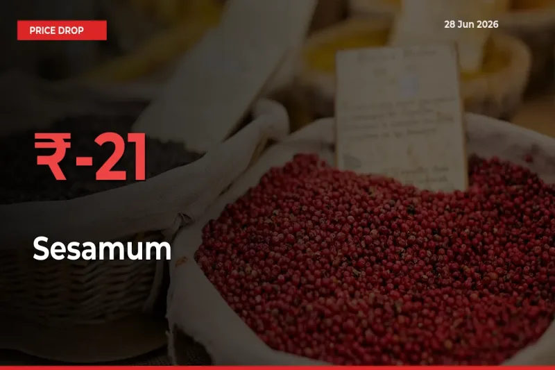 20.5% Drop in Sesamum Prices – Mandi Sees Sudden Fall