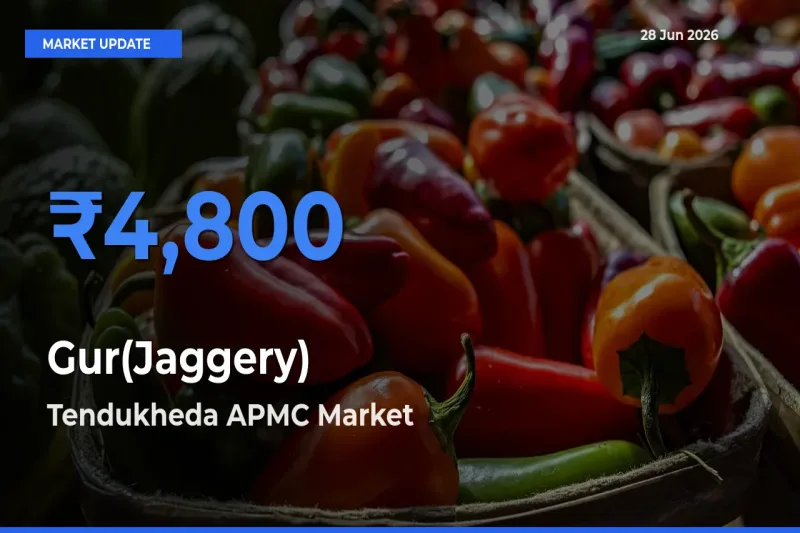 Tendukheda APMC Records Highest ₹4,800 Rate for Gur(Jaggery)