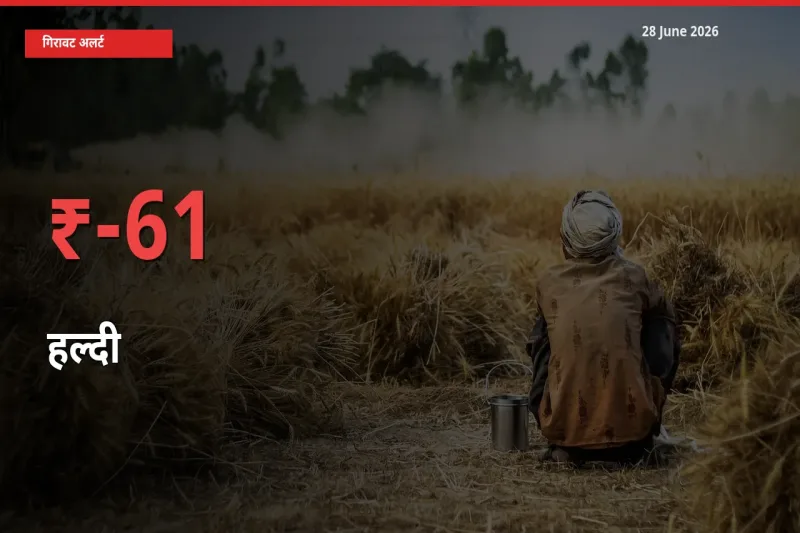 हल्दी 60.88% गिरा, मंडी