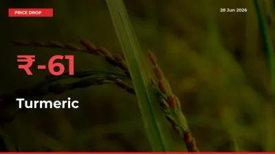 Turmeric Falls 60.88% at Mandis