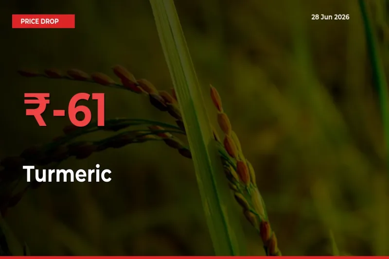 Turmeric Falls 60.88% at Mandis