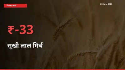 बाज़ार संकेत: सूखी लाल मिर्च के भाव मंडी में 32.68% नीचे