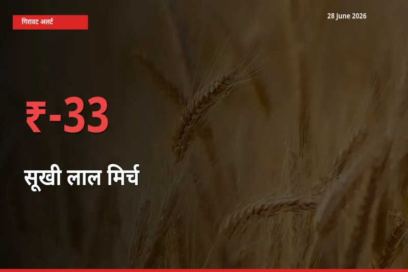 बाज़ार संकेत: सूखी लाल मिर्च के भाव मंडी में 32.68% नीचे