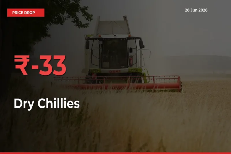 Farmers Alert as Dry Chillies Prices Slide 32.68% in Local Mandis
