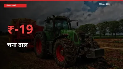 चना दाल 18.52% गिरा, मंडी