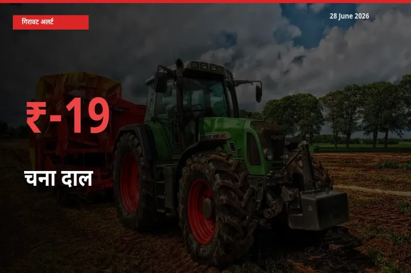 चना दाल 18.52% गिरा, मंडी