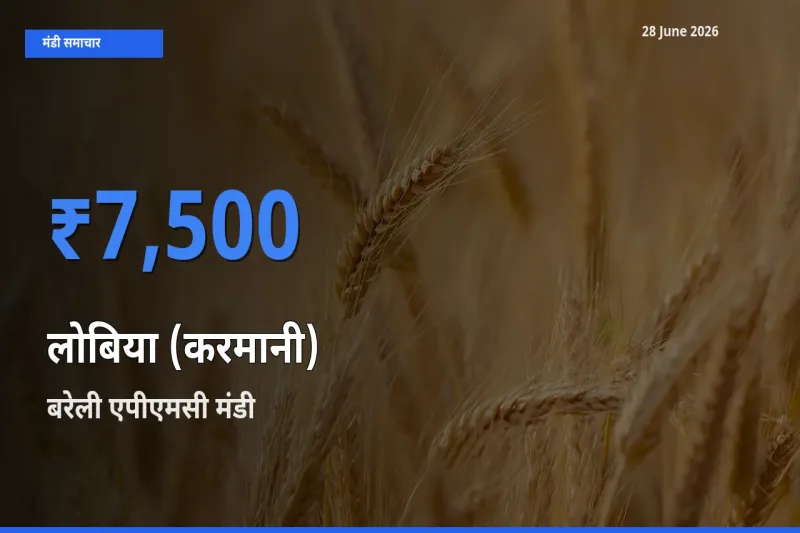 28 June अपडेट: लोबिया (करमानी) के सबसे ऊँचे दाम बरेली एपीएमसी मंडी में