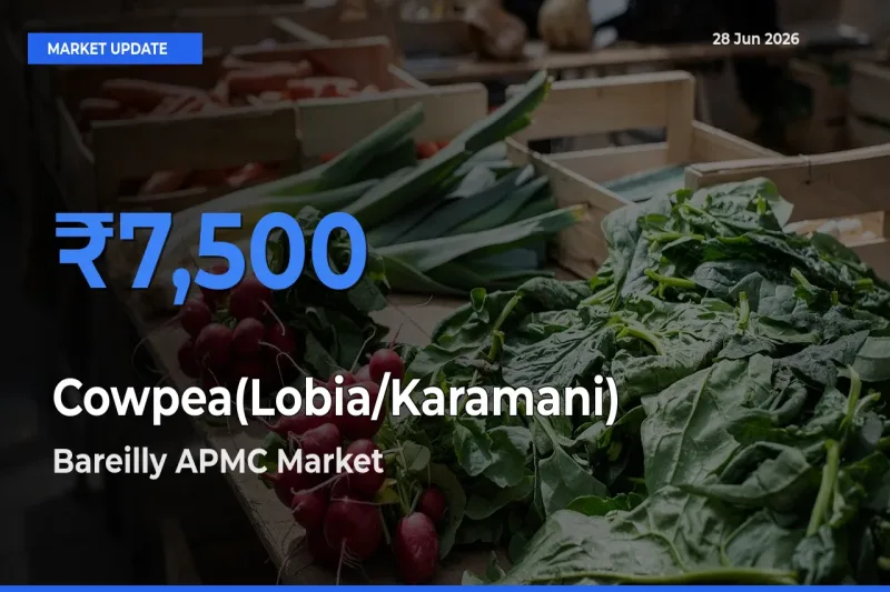 Bareilly APMC Emerges as Top Mandi for Cowpea(Lobia/Karamani) Prices Today