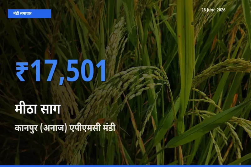 आज मीठा साग के सबसे ज़्यादा दाम कानपुर (अनाज) एपीएमसी मंडी में दर्ज