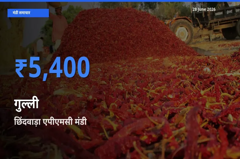 आज का मंडी भाव: गुल्ली के सबसे ज़्यादा दाम छिंदवाड़ा एपीएमसी में
