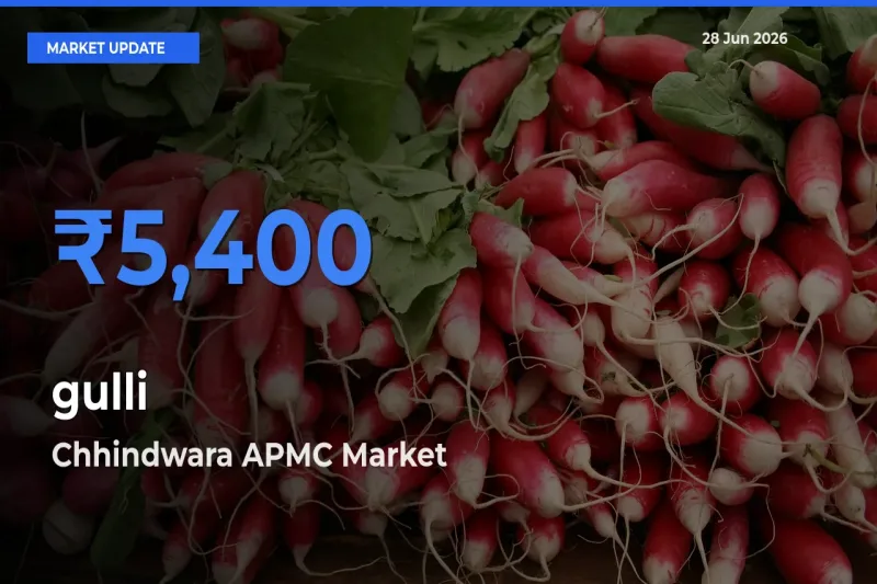 Market Watch: Chhindwara APMC Becomes Top Mandi for gulli