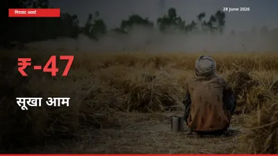 सूखा आम 47.16% गिरा, मंडी
