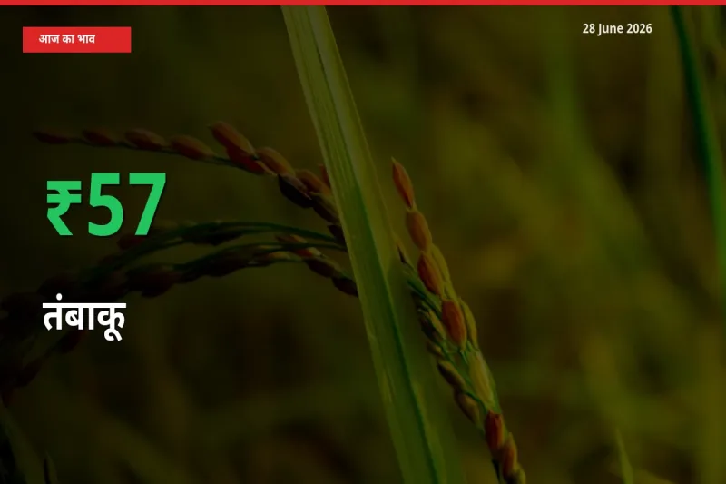 स्थानीय मंडी में तंबाकू के दाम अचानक 57.45% उछले, किसान सतर्क
