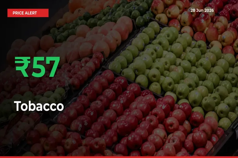 Farmers Cheer as Tobacco Prices Surge 57.45% in Local Mandis