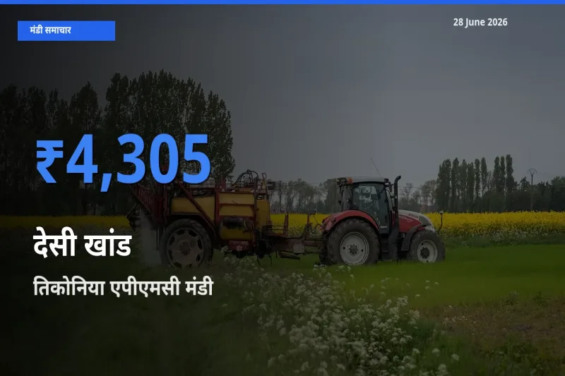 तिकोनिया एपीएमसी मंडी में देसी खांड ₹4,305 पर पहुँचा – आज का सर्वोच्च भाव