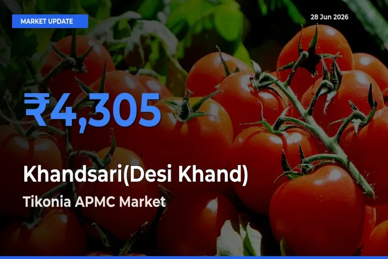 Tikonia APMC Offers ₹4,305 – Highest Khandsari(Desi Khand) Rate Today