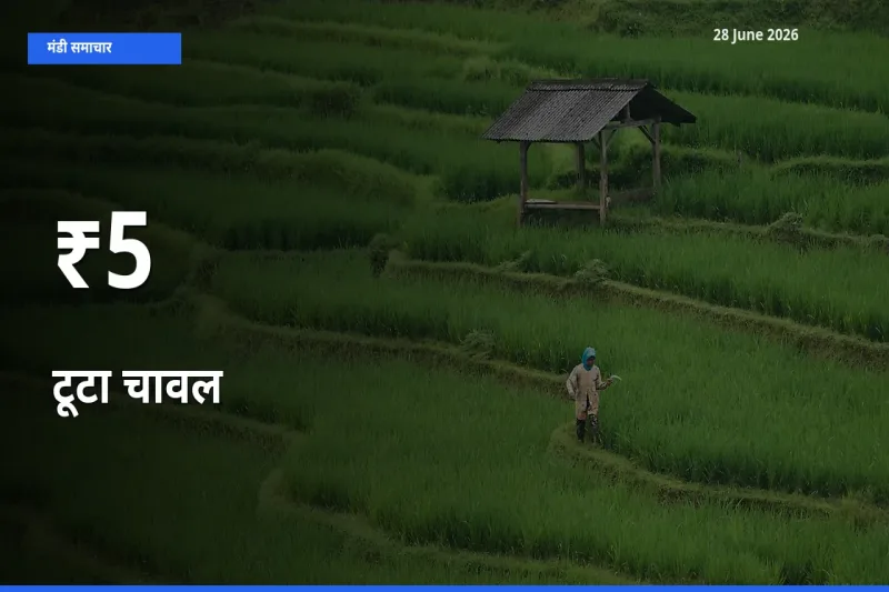 टूटा चावल के दाम 5+ मंडियों में बदले, बाज़ार का रुझान स्पष्ट