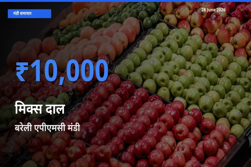 आज का मंडी भाव: मिक्स दाल के सबसे ज़्यादा दाम बरेली एपीएमसी में