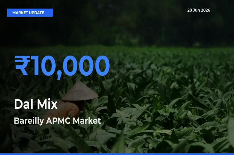 Bareilly APMC Emerges as Top Mandi for Dal Mix Prices Today