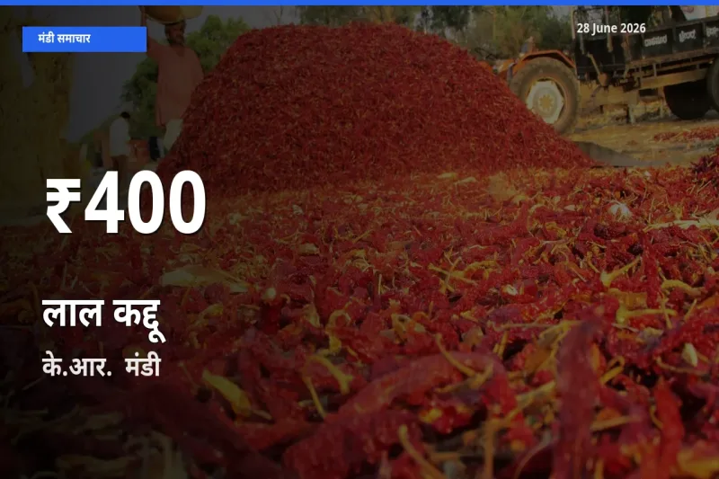 के.आर.  में लाल कद्दू ₹400 पर गिरा – 30 दिन का न्यूनतम भाव
