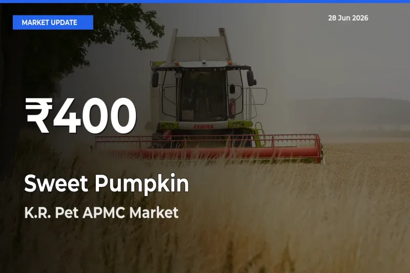 Big Drop! Sweet Pumpkin Slides to 30-Day Low at K.R. Pet APMC