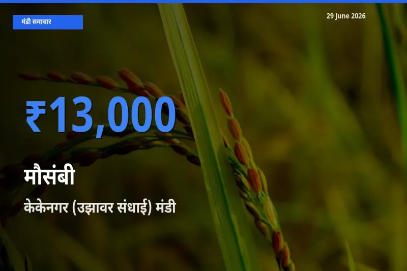 किसानों की पसंद बना केकेनगर (उझावर संधाई), मौसंबी के सबसे अच्छे दाम