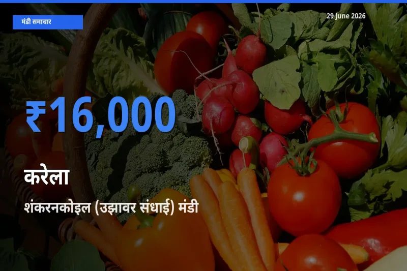 किसानों की पसंद बना शंकरनकोइल (उझावर संधाई), करेला के सबसे अच्छे दाम