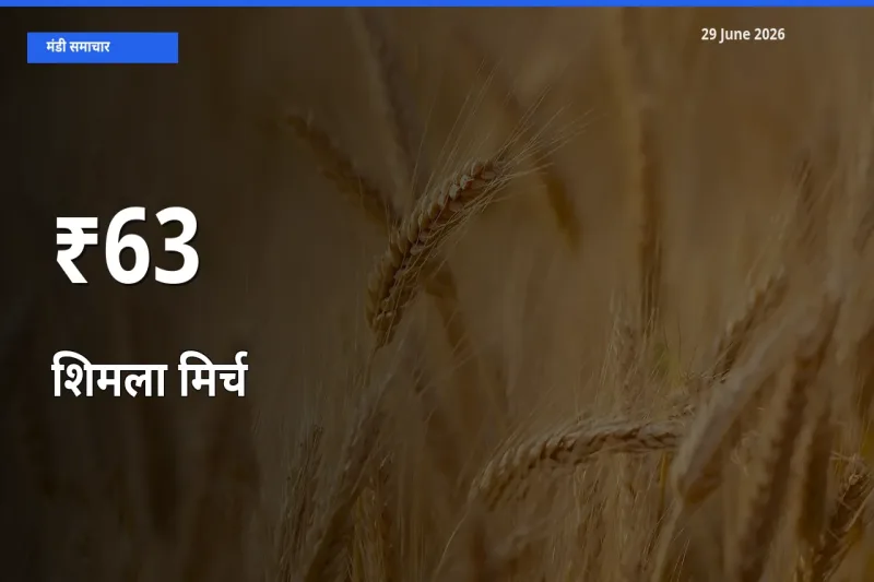 बाज़ार संकेत: शिमला मिर्च के भाव कई मंडियों में समान रुझान दिखा रहे