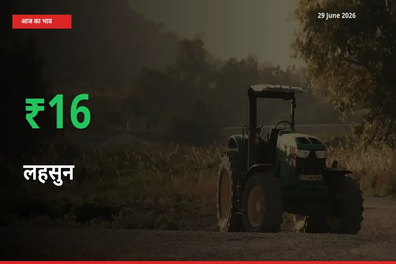 किसानों के लिए खुशखबरी! स्थानीय मंडी में लहसुन 16.2% उछला