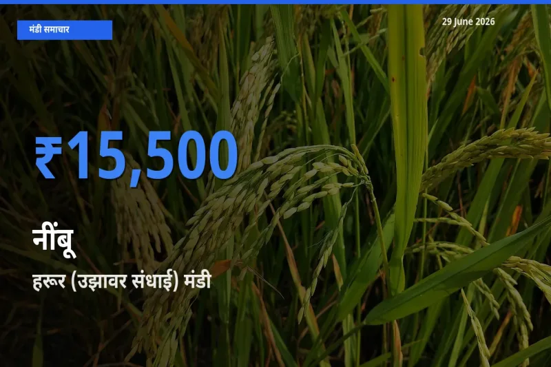 हरूर (उझावर संधाई) मंडी में नींबू ₹15,500 पर पहुँचा – आज का सर्वोच्च भाव