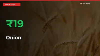 This Mandi Records 19.47% Jump in Onion Prices
