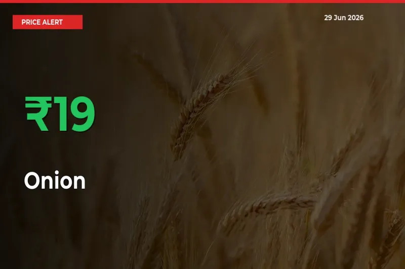 This Mandi Records 19.47% Jump in Onion Prices