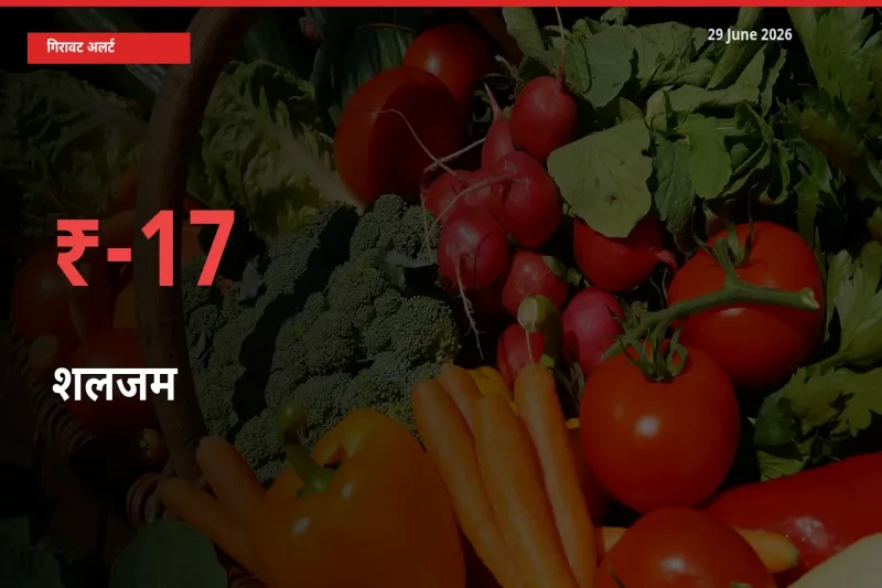 17.13% की गिरावट! मंडी में शलजम के दाम अचानक टूटे