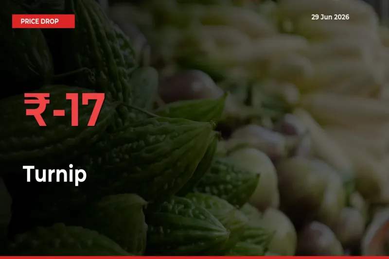 Sudden Shock! Turnip Drops 17.13% in 24 Hours at Top Mandis
