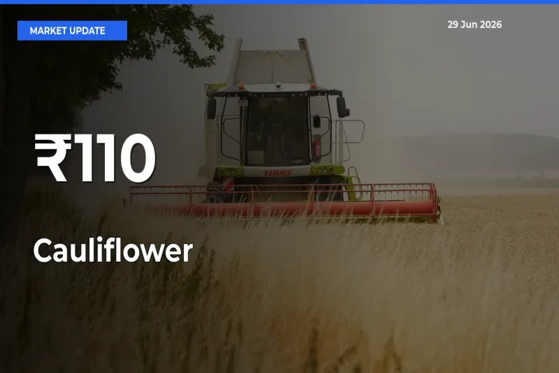 Why Cauliflower Prices Are Moving Across Multiple Mandis Today