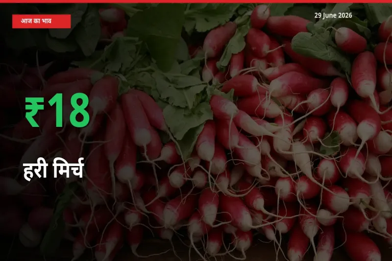 हरी मिर्च के दाम प्रमुख मंडी में 17.82% बढ़े, 24 घंटे में बड़ा बदलाव