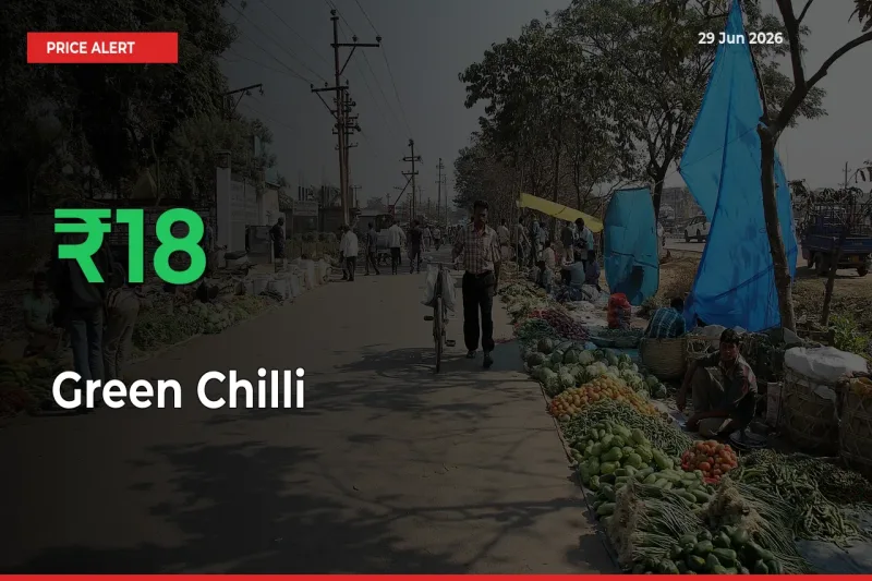 This Mandi Records 17.82% Jump in Green Chilli Prices