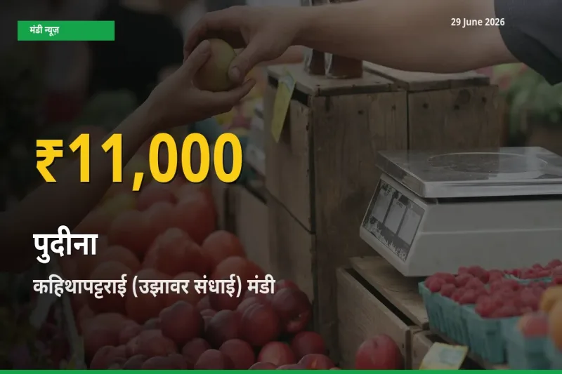 पुदीना के दामों ने बनाया नया रिकॉर्ड, कहिथापट्टराई (उझावर संधाई) में तेज़ी