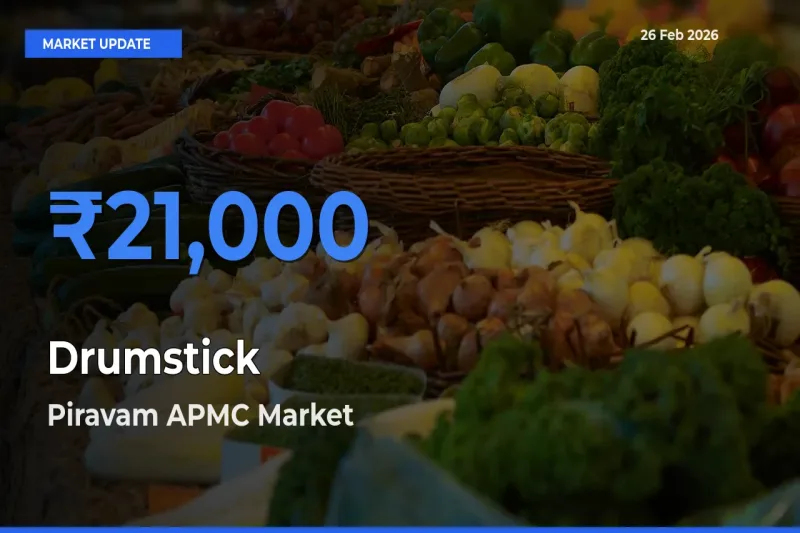 Piravam APMC Leads as Top Mandi for Drumstick Prices