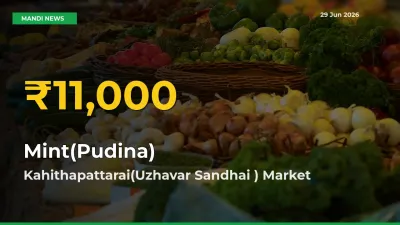 Mint(Pudina) Price Rally Continues – Kahithapattarai(Uzhavar Sandhai ) Hits Fresh High Today