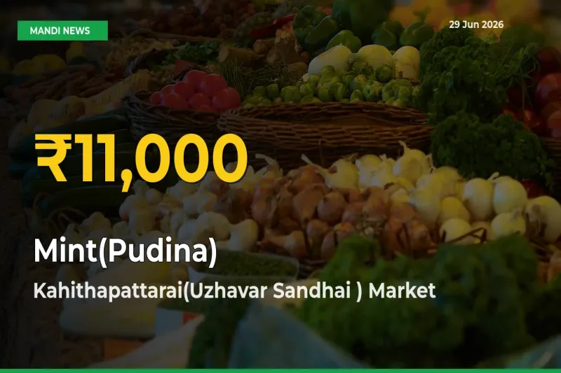 Mint(Pudina) Price Rally Continues – Kahithapattarai(Uzhavar Sandhai ) Hits Fresh High Today