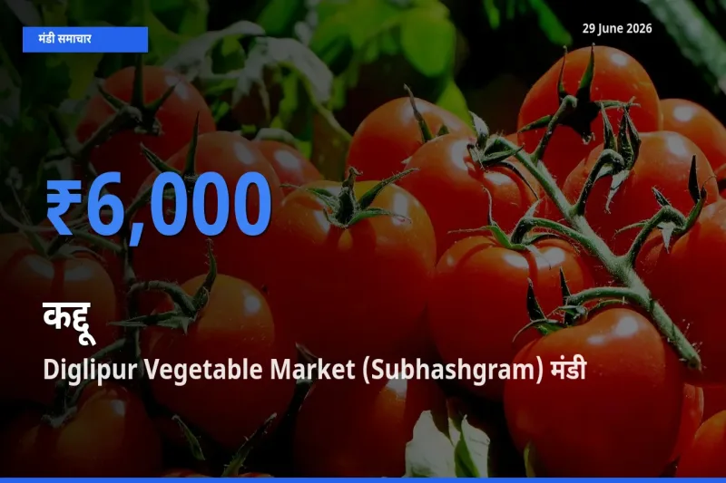 Diglipur Vegetable Market (Subhashgram) मंडी में कद्दू ₹6,000 पर पहुँचा – आज का सर्वोच्च भाव