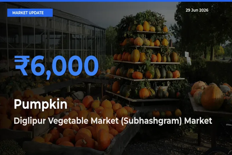 Diglipur Vegetable Market (Subhashgram) Leads as Top Mandi for Pumpkin Prices