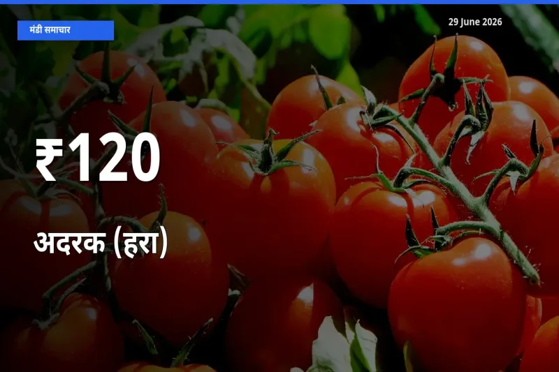 कई मंडियों में अदरक (हरा) के भाव एक दिशा में, बाज़ार का रुख साफ