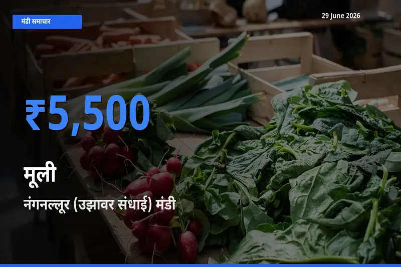 किसानों की पसंद बना नंगनल्लूर (उझावर संधाई), मूली के सबसे अच्छे दाम